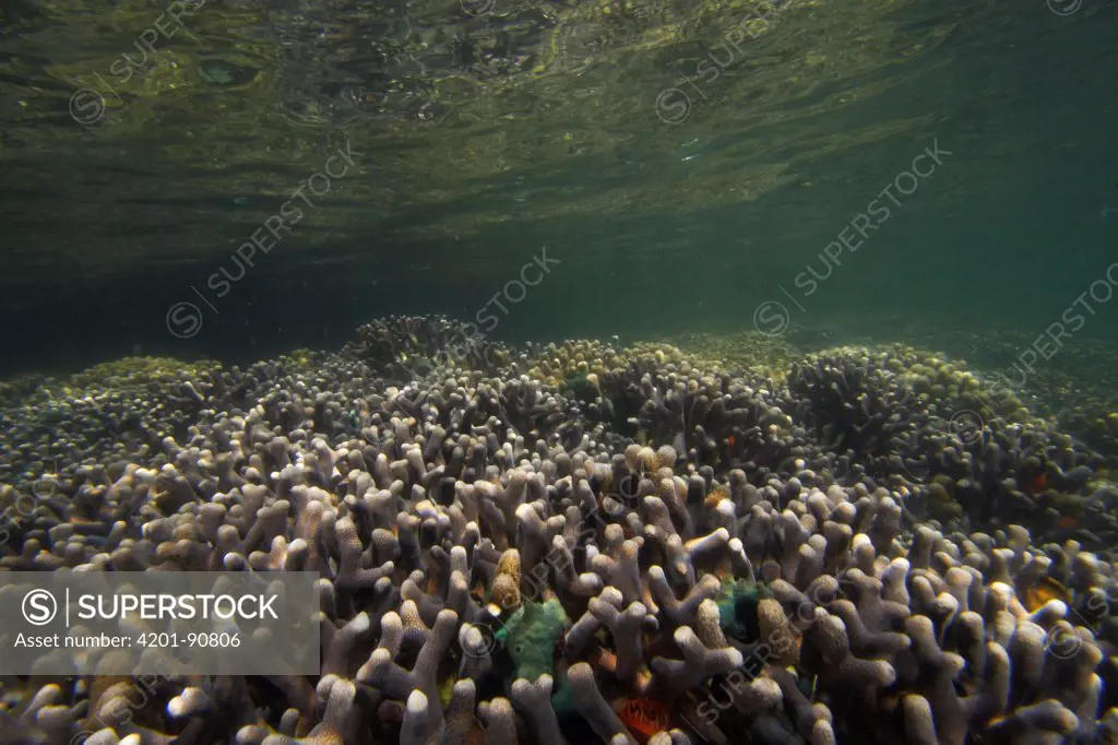 Hump Coral (Porites sp), Bastimentos Marine National Park, Bocas del Toro, Panama