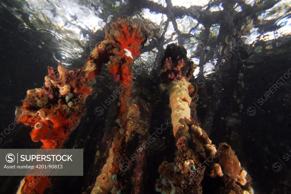 Red Mangrove (Rhizophora mangle) aerial roots provide space for a large community of invertebrates, Bastimentos Marine National Park, Bocas del Toro, Panama