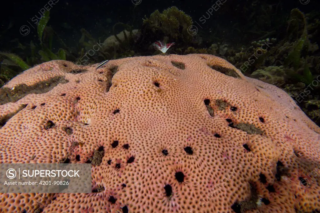 Coral (Faviidae) with sea urchins and feather duster worms, Bastimentos Marine National Park, Bocas del Toro, Panama
