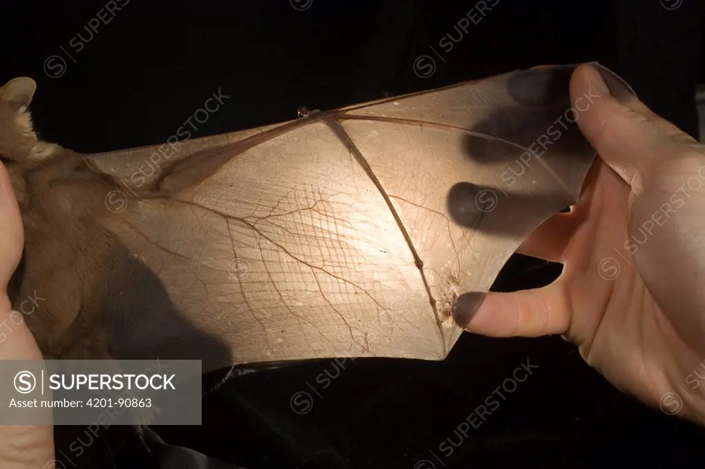 Leaf-nosed Bat (Phyllostomidae) wing, Smithsonian Tropical Research Station, Barro Colorado Island, Panama