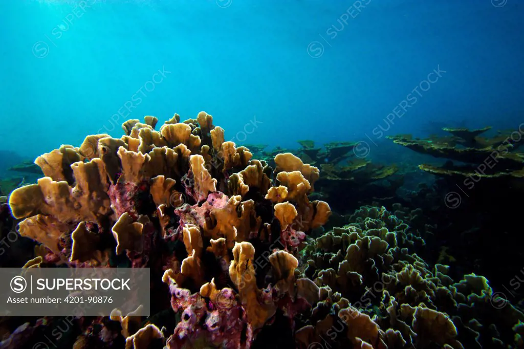 Bladed Fire Coral (Millepora complanata) on reef, Bastimentos Marine National Park, Bocas del Toro, Panama