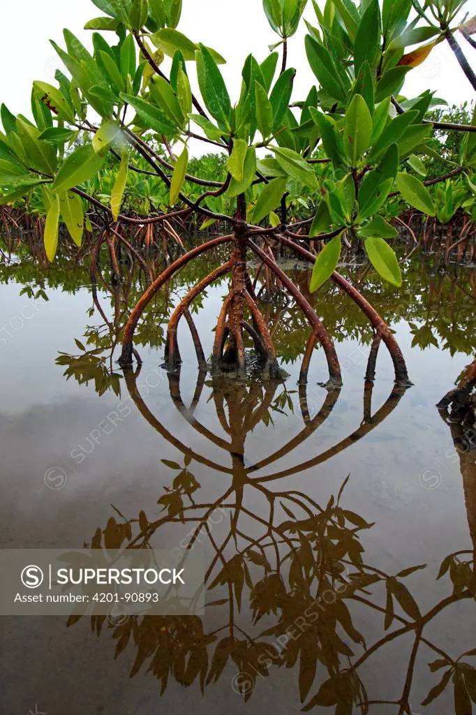 Red Mangrove (Rhizophora mangle), Twin Cays, Carrie Bow Cay, Belize