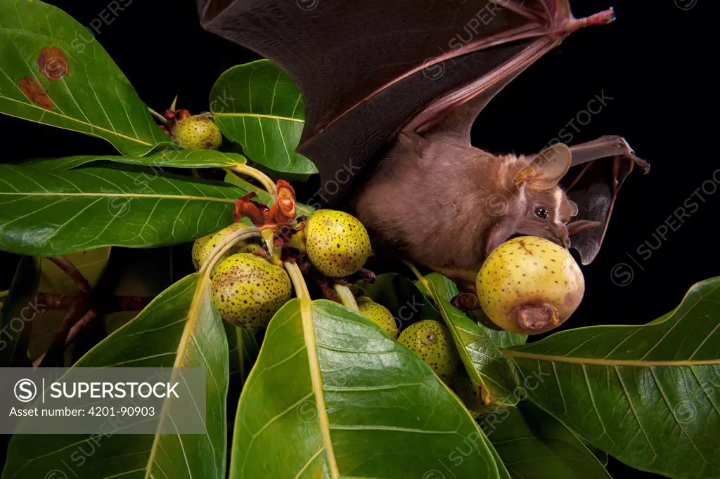 Great Fruit-eating Bat (Artibeus lituratus) feeding on fig, Smithsonian Tropical Research Station, Barro Colorado Island, Panama