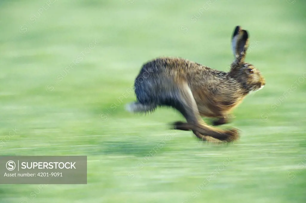 European Hare (Lepus europaeus) running, Austria