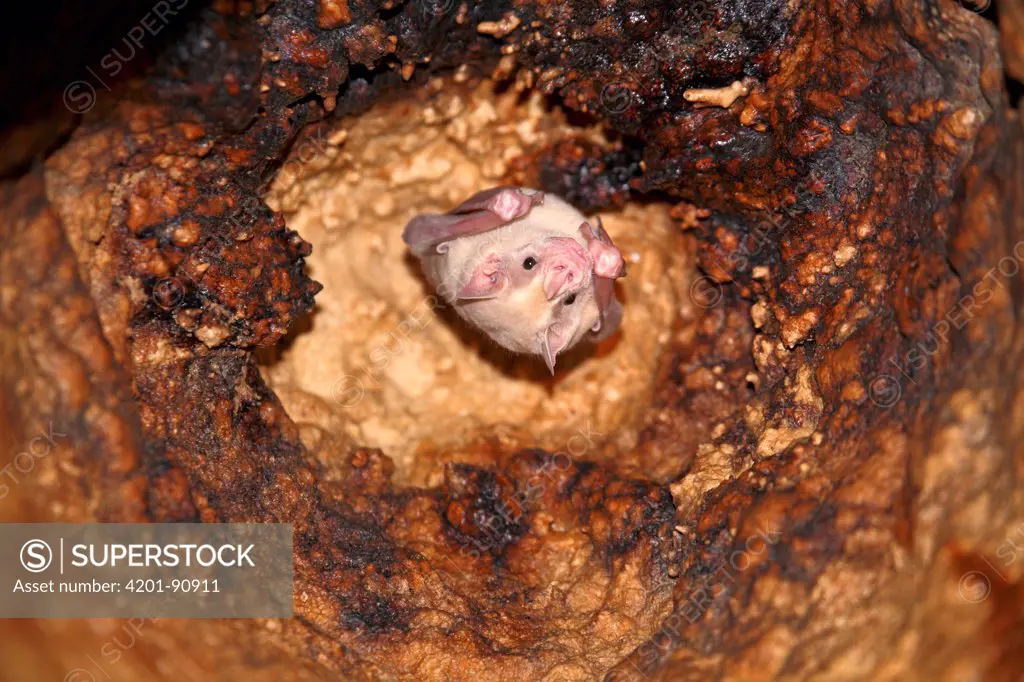 Jamaican Fruit-eating Bat (Artibeus jamaicensis) white morph roosting in cave, Bocas del Toro, Panama
