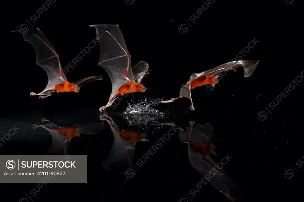 Greater Bulldog Bat (Noctilio leporinus) fishing, Smithsonian Tropical Research Station, Barro Colorado Island, Panama