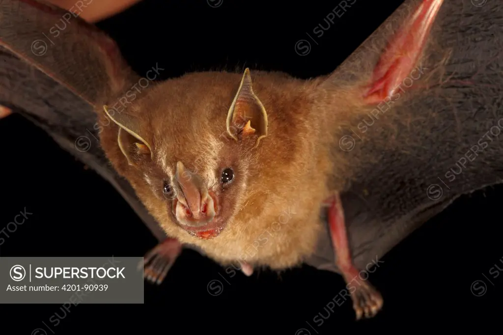 Thomas's Fruit-eating Bat (Artibeus watsoni) wings spread by scientist, Smithsonian Tropical Research Station, Barro Colorado Island, Panama
