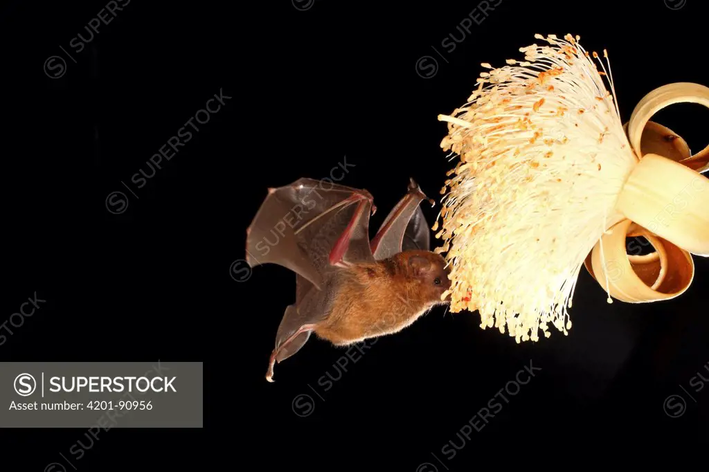 Pallas' Long-tongued Bat (Glossophaga soricina) feeding on nectar of Pseudobombax (Pseudobombax sp) flower, Smithsonian Tropical Research Station, Barro Colorado Island, Panama