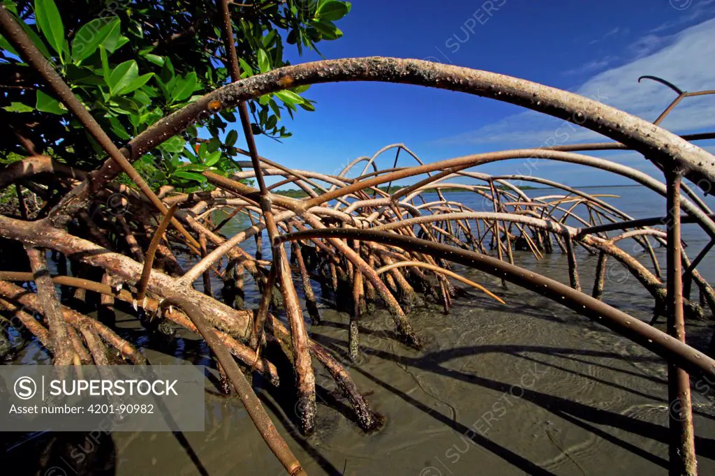 Red Mangrove (Rhizophora mangle) aerial roots, Rio Grande, southern Belize