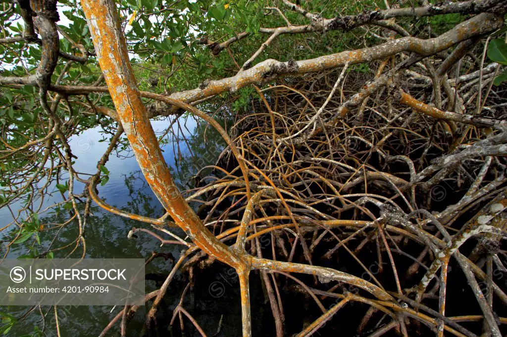 Red Mangrove (Rhizophora mangle) aerial roots, Rio Grande, southern Belize