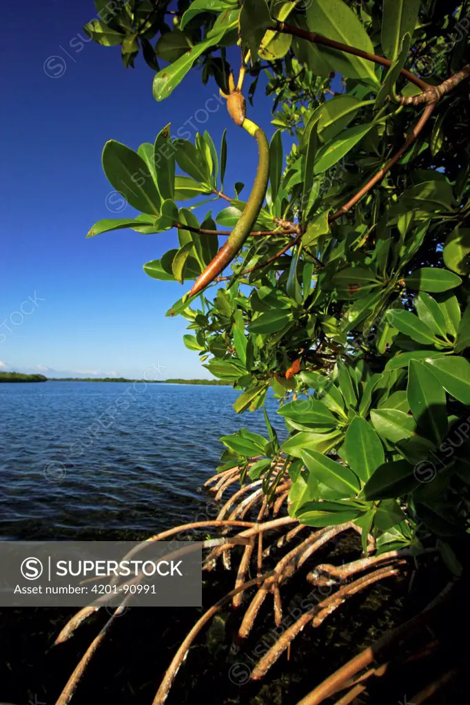 Red Mangrove (Rhizophora mangle) stand, Twin Cays, Carrie Bow Cay, Belize