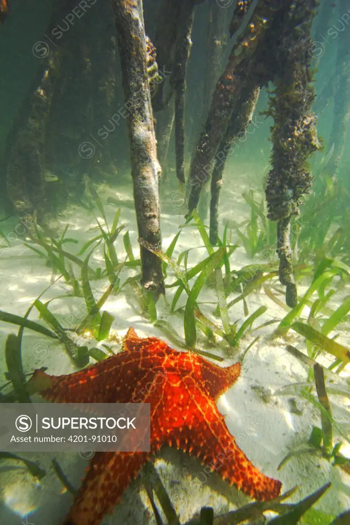 Cushioned Star (Oreaster reticulatus) feeding in sea grass between the roots of Red Mangroves (Rhizophora mangle), Carrie Bow Cay, Belize