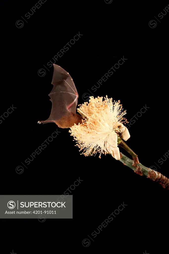 Pallas' Long-tongued Bat (Glossophaga soricina) feeding on nectar of Pseudobombax (Pseudobombax sp) flower, Smithsonian Tropical Research Station, Barro Colorado Island, Panama