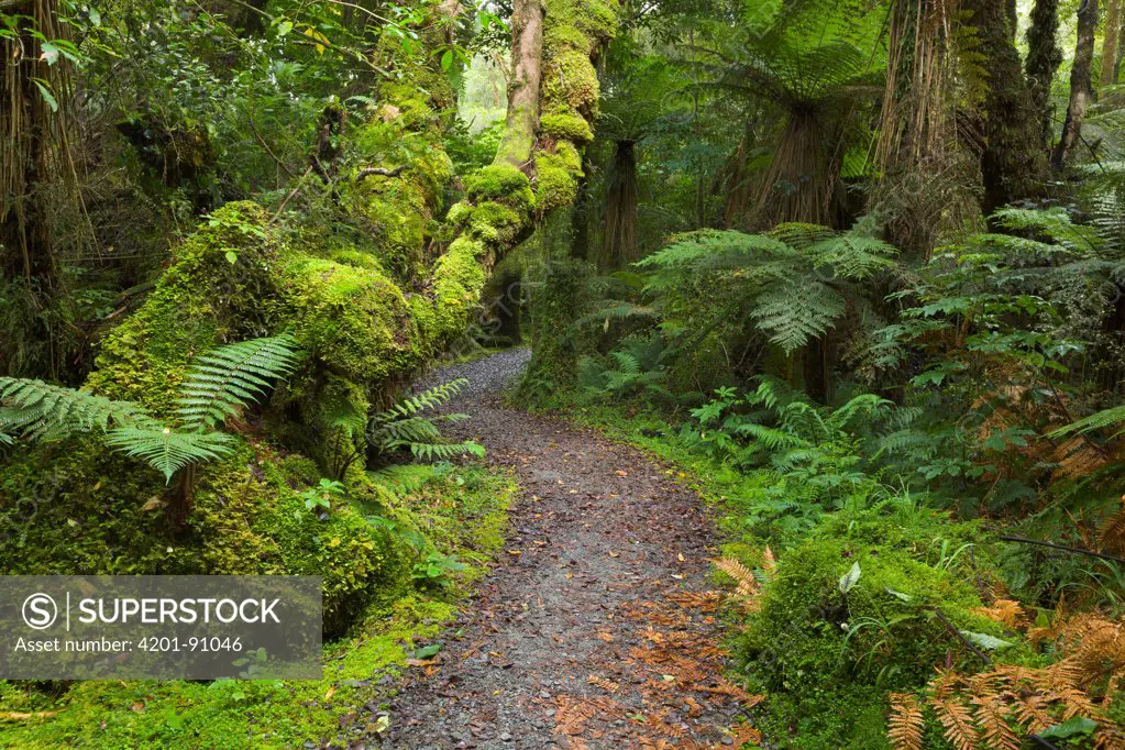 Silver Tree Fern (Cyathea dealbata) near trail in subtropical rainforest near Fox Glacier, South Island, New Zealand