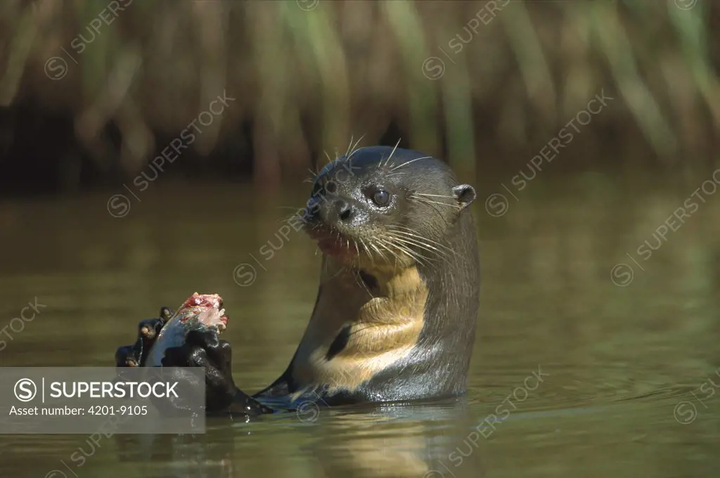 Giant River Otter (Pteronura brasiliensis) eating Blacktail Piranha (Pygocentrus piraya), Pantanal, Brazil