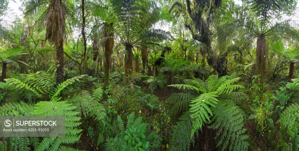 Tree Fern (Dicksonia sp) group in subtropical rainforest, Westland National Park, South Island, New Zealand