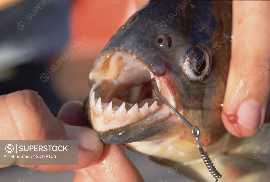 Blacktail Piranha (Pygocentrus piraya) teeth visible, Pantanal, Brazil