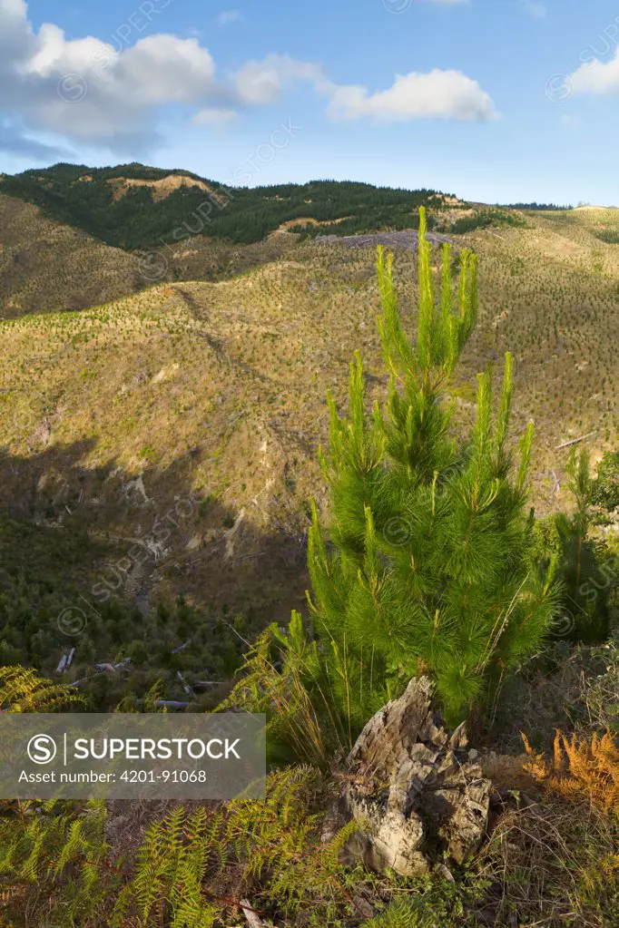 Pine (Pinus sp) sapling replanted on steep eroded hills, North Island, New Zealand
