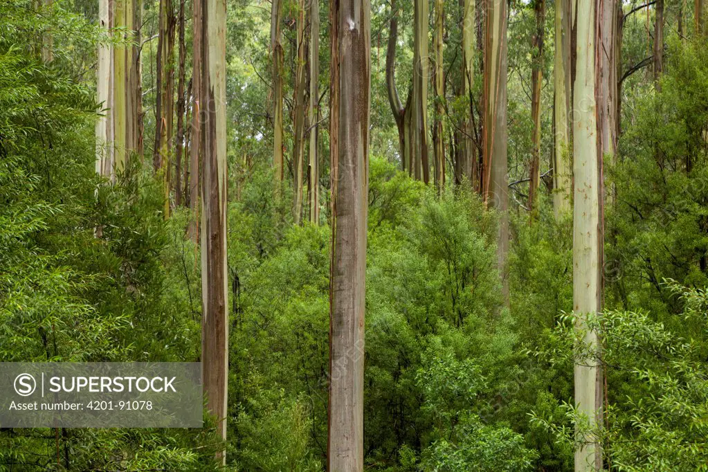 Mountain-ash (Eucalyptus regnans) forest, Otway National Park, Victoria, Australia