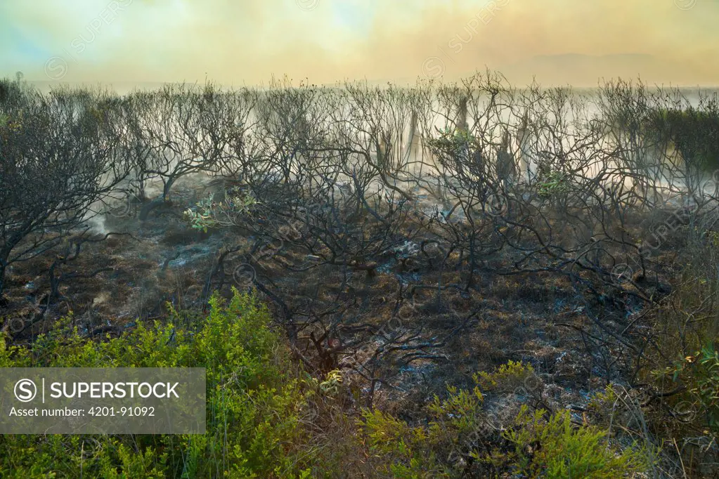 Blackboy Tree (Xanthorrhoea sp) group and shrubs charred by bush fire, Lucky Beach, Western Australia, Australia
