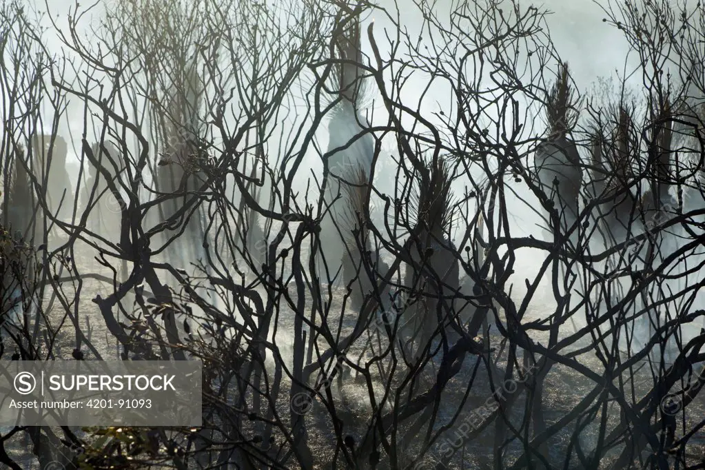 Blackboy Tree (Xanthorrhoea sp) group and shrubs charred by bush fire, Lucky Beach, Western Australia, Australia