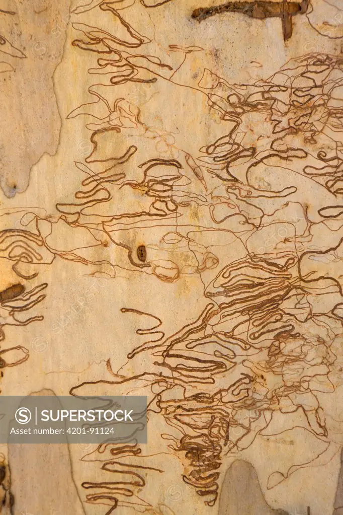 Scribbly Gum (Eucalyptus haemastoma) with moth trails in bark, New South Wales, Australia