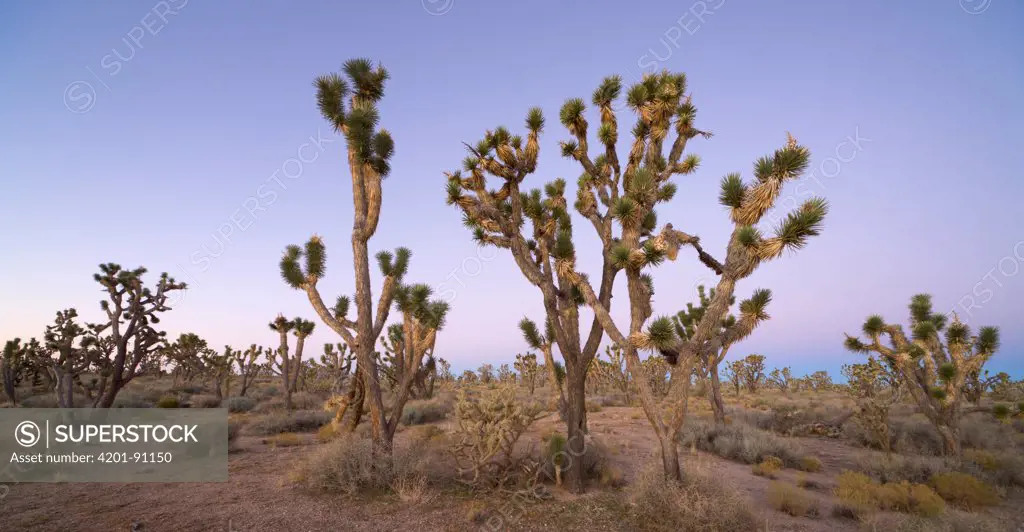 Joshua Tree (Yucca brevifolia) group in desert, Desert National Wildlife Refuge, Nevada