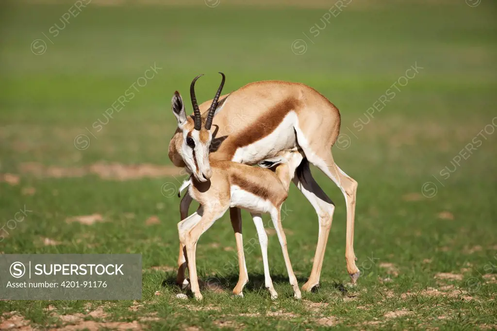Springbok (Antidorcas marsupialis) female and calf nursing, Kalahari, Northern Cape, South Africa
