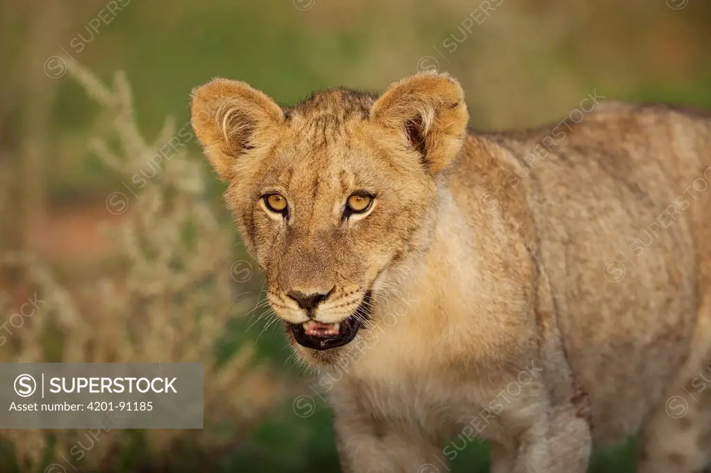 African Lion (Panthera leo) cub, Kalahari, Northern Cape, South Africa