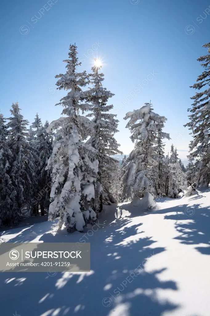 Spruce (Picea sp) trees covered in snow, Great Arber, Bavarian Forest, Lower Bavaria, Germany
