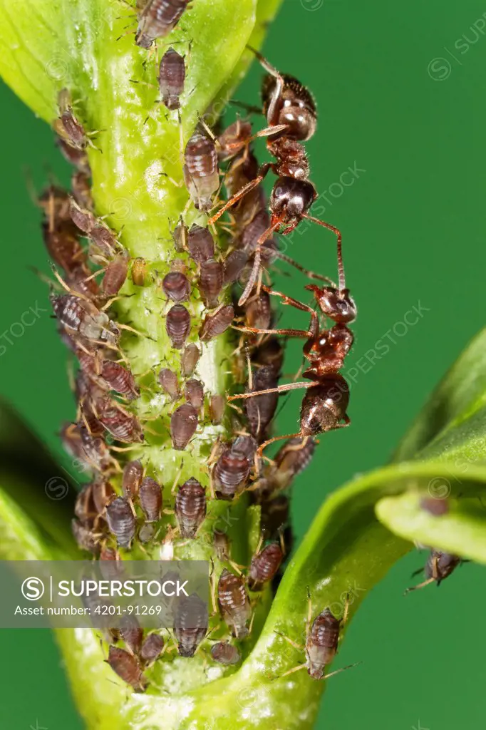 Ant (Formicidae) pair protecting Aphids (Aphis sp) which in turn produce honeydew that ants eat, Bavaria, Germany