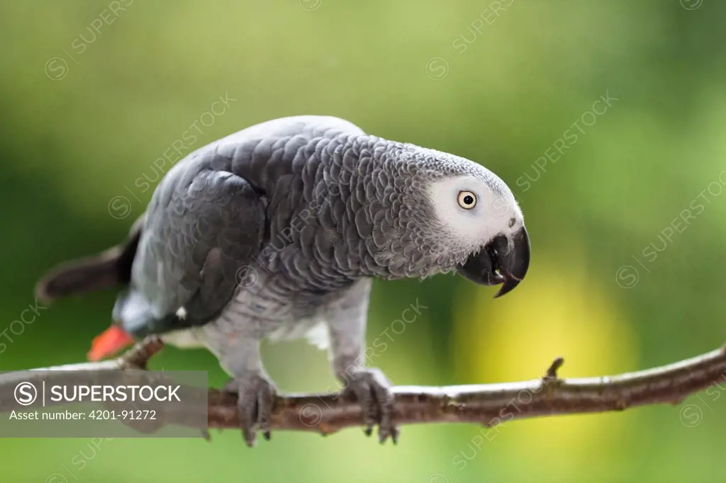 African Grey Parrot (Psittacus erithacus), native to Africa