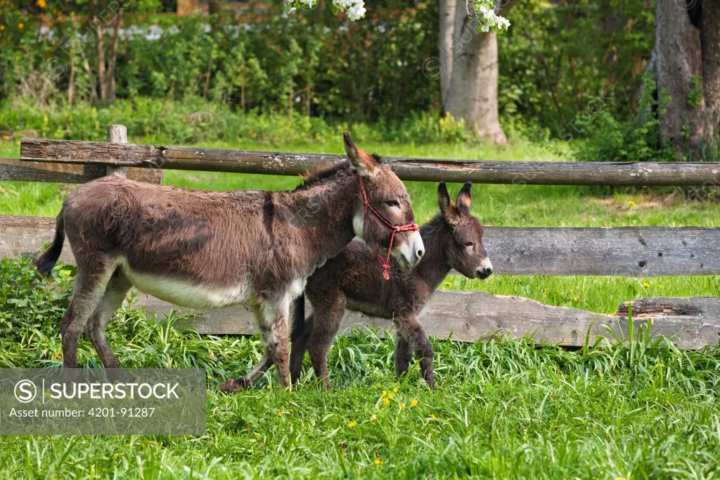 Donkey (Equus asinus) mother with foal in meadow, Bavaria, Germany