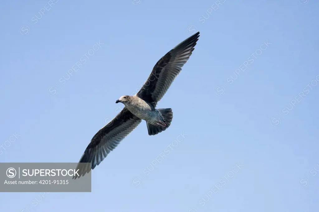 Western Gull (Larus occidentalis) juvenile flying, Monterey Bay, California