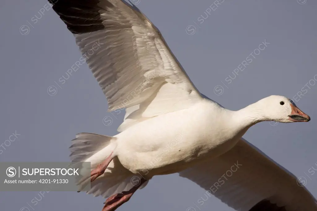 Snow Goose (Chen caerulescens) flying, Bosque del Apache National Wildlife Refuge, New Mexico
