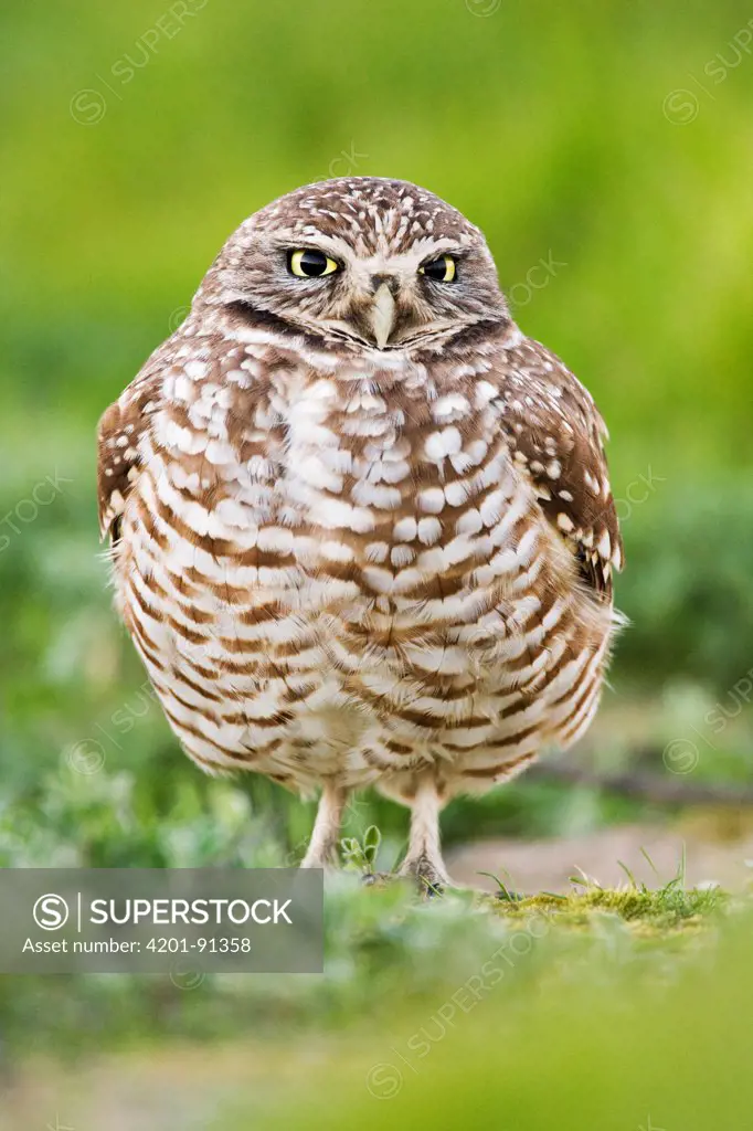 Burrowing Owl (Athene cunicularia), Berkeley, California