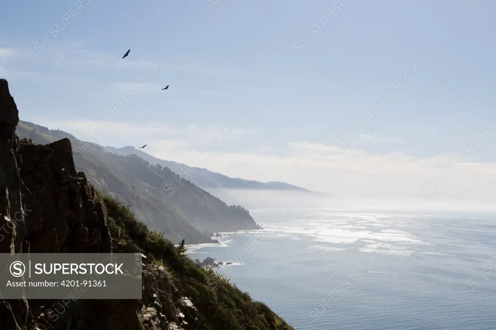 Turkey Vulture (Cathartes aura) trio flying along coast, Big Sur, California