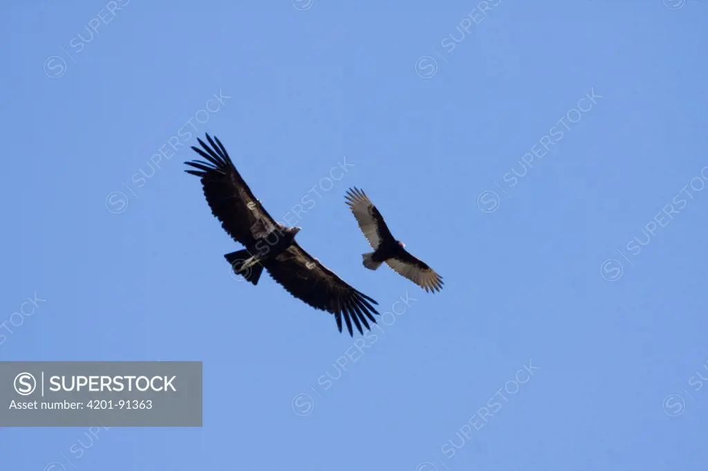 California Condor (Gymnogyps californianus) juvenile with wing tags and Turkey Vulture (Cathartes aura) flying, Big Sur, California