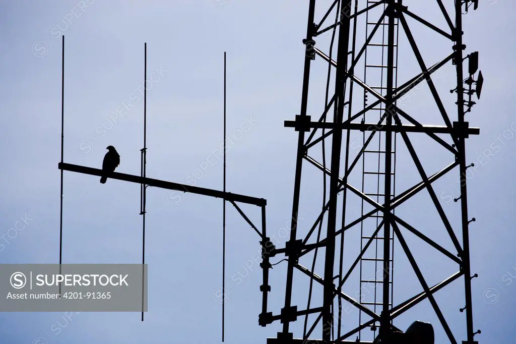 Red-tailed Hawk (Buteo jamaicensis) on antenna tower, Fremont, California