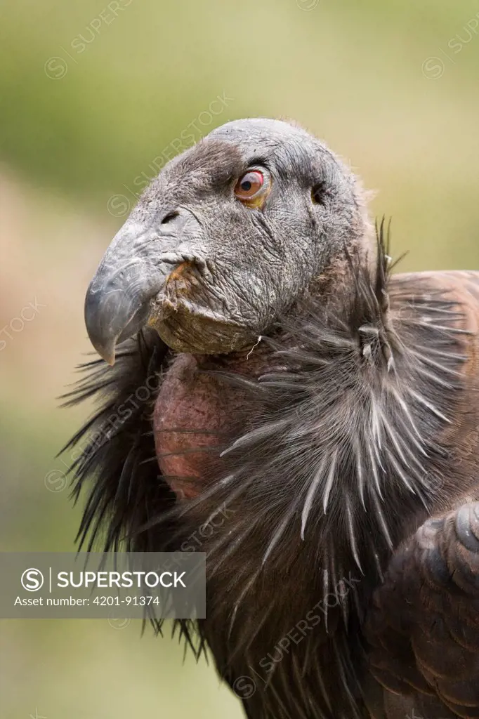 California Condor (Gymnogyps californianus) three year old male, Pinnacles National Monument, California