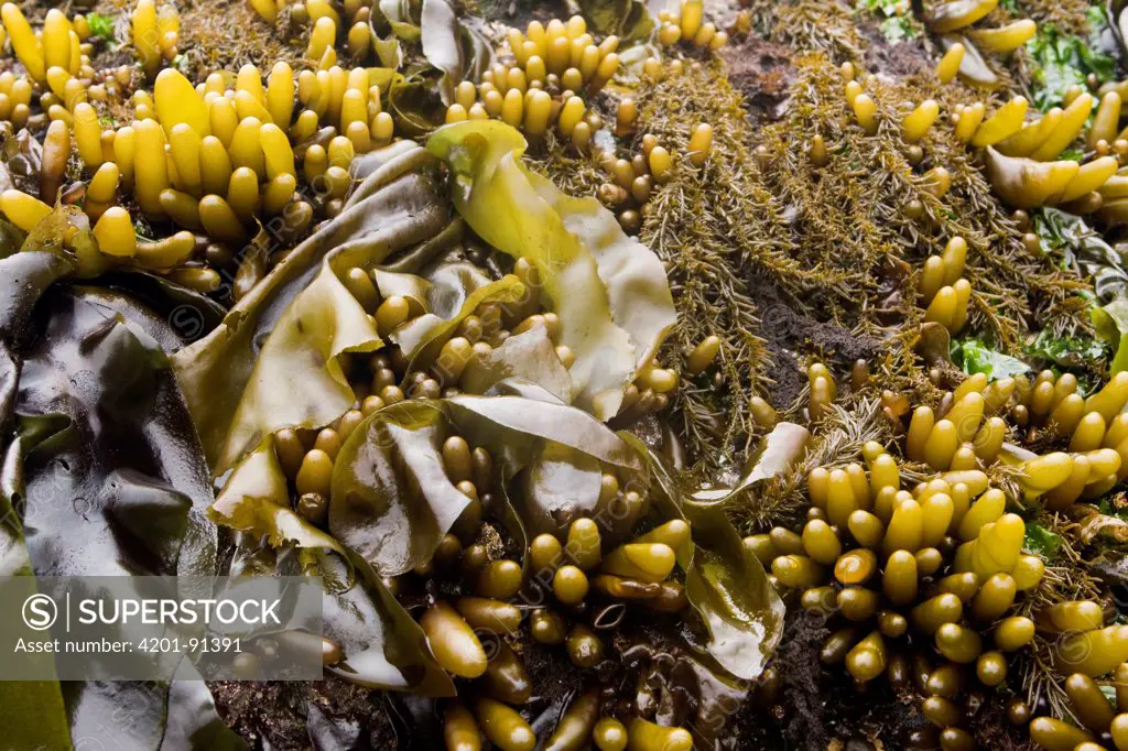Brown Algae (Phaeostrophion irregulare), Seaweed (Laminariaceae), and Brown Algae (Analipus japonicus) covering intertidal rock, Santa Cruz, Monterey Bay, California