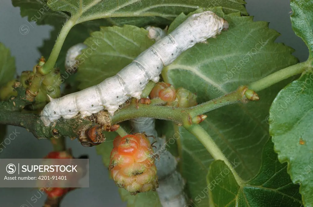 Silkworm (Bombyx mori) larva feeding on Mulberry leaves, England