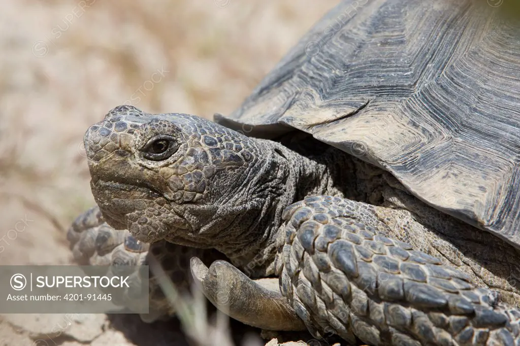 Desert Tortoise (Gopherus agassizii) male, Rainbow Basin Natural Area, Mojave Desert, Barstow, San Bernadino County, California