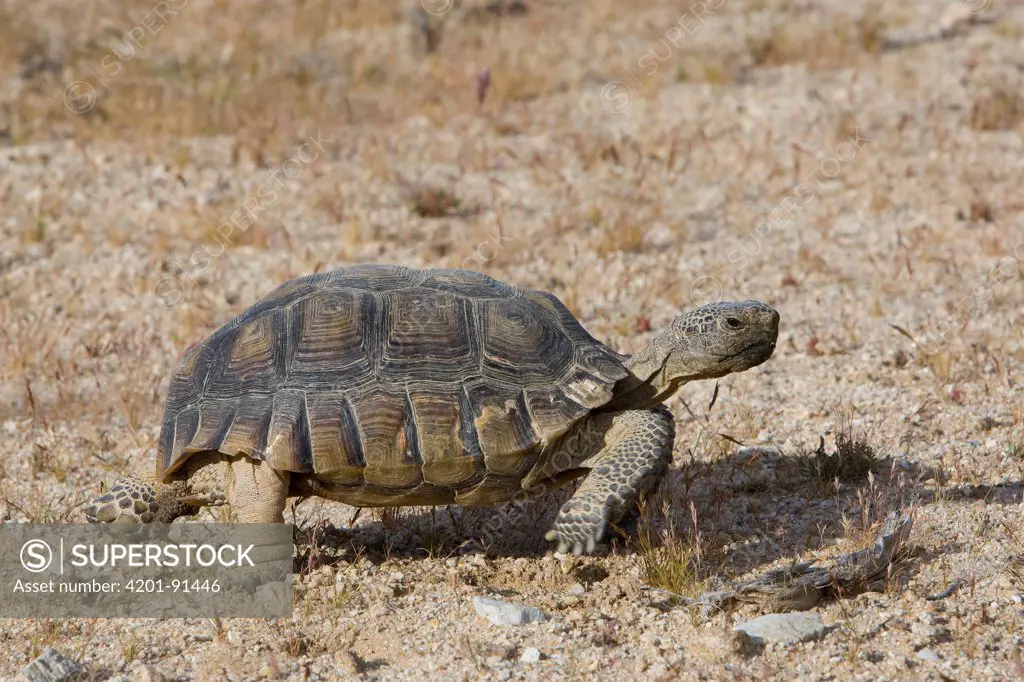 Desert Tortoise (Gopherus agassizii) young female forages near dirt road, west of Harper Dry Lake, Mojave Desert, California