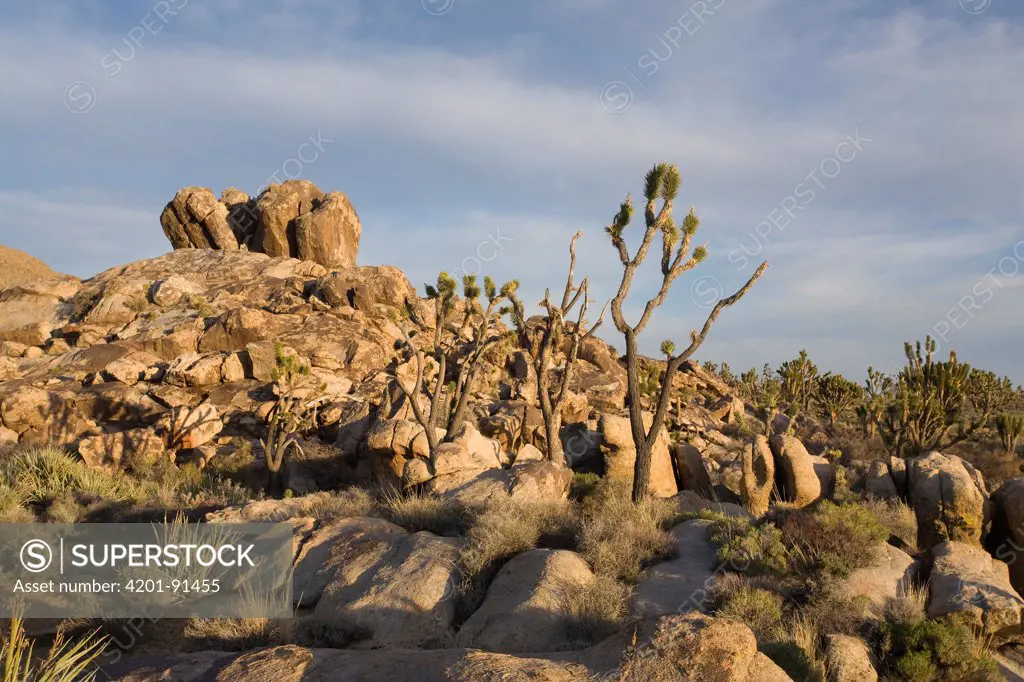 Joshua Trees (Yucca brevifolia) and other desert vegetation growing amid boulders, Teutonia Peak, Mojave National Preserve, California
