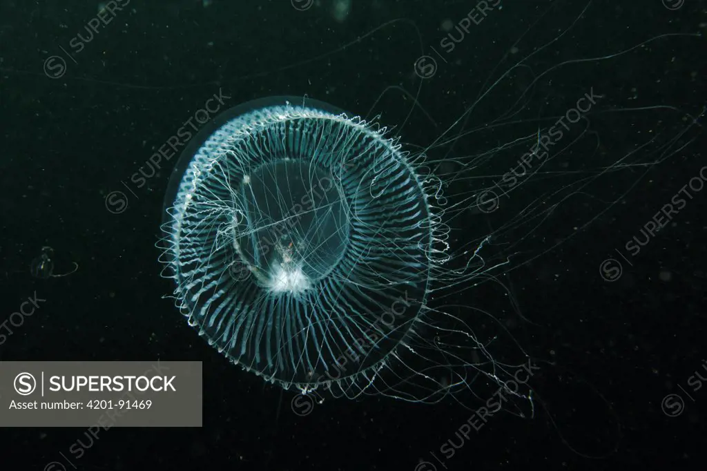 Crystal Jellyfish (Aequorea aequorea), Prince William Sound, Alaska