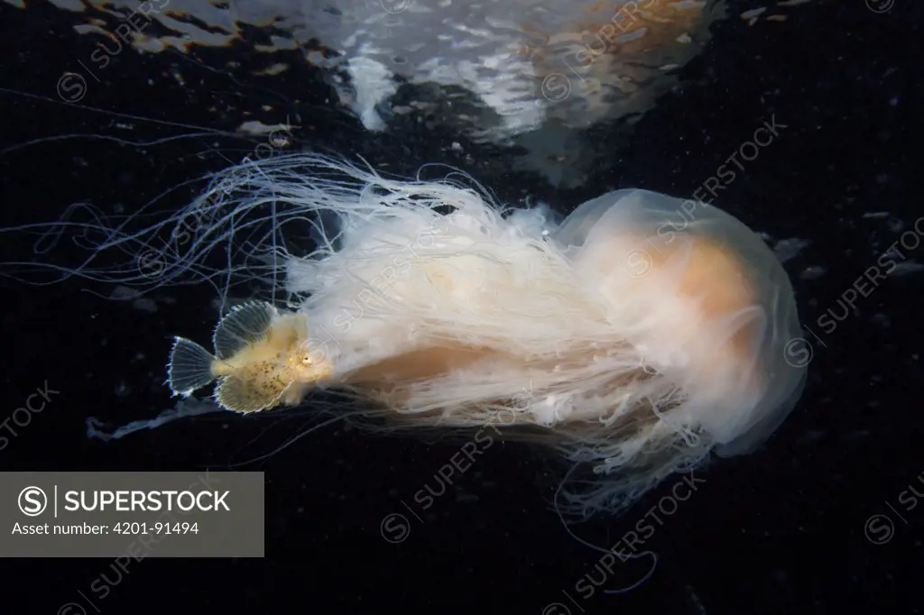 Lion's Mane (Cyanea capillata) jelly with Sculpin (Blepsias sp) which is seeking protection amid its tentacles, Prince William Sound, Alaska