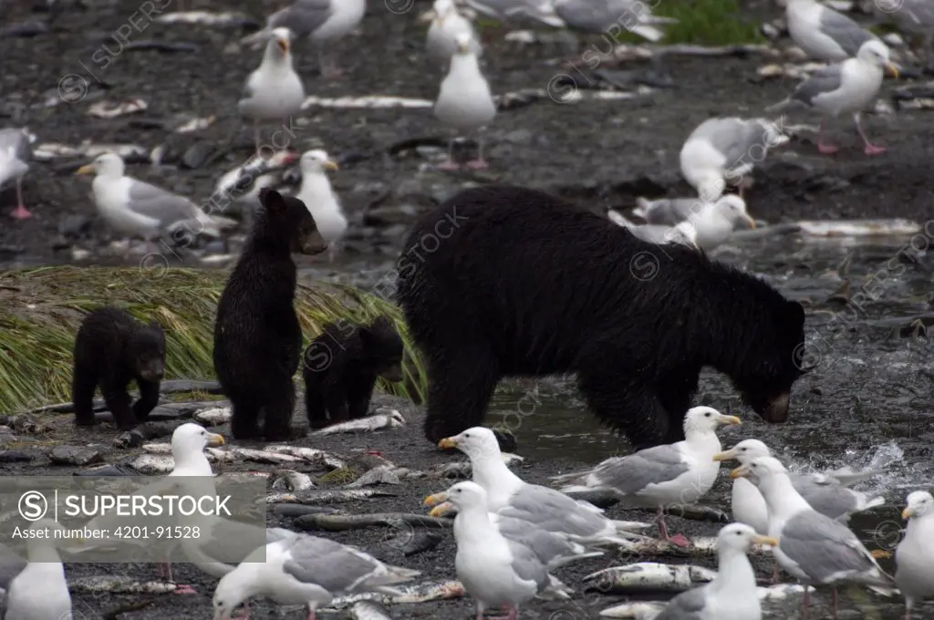 Black Bear (Ursus americanus) female and cubs fishing for pink salmon surrounded by scavenging gulls, Alaska