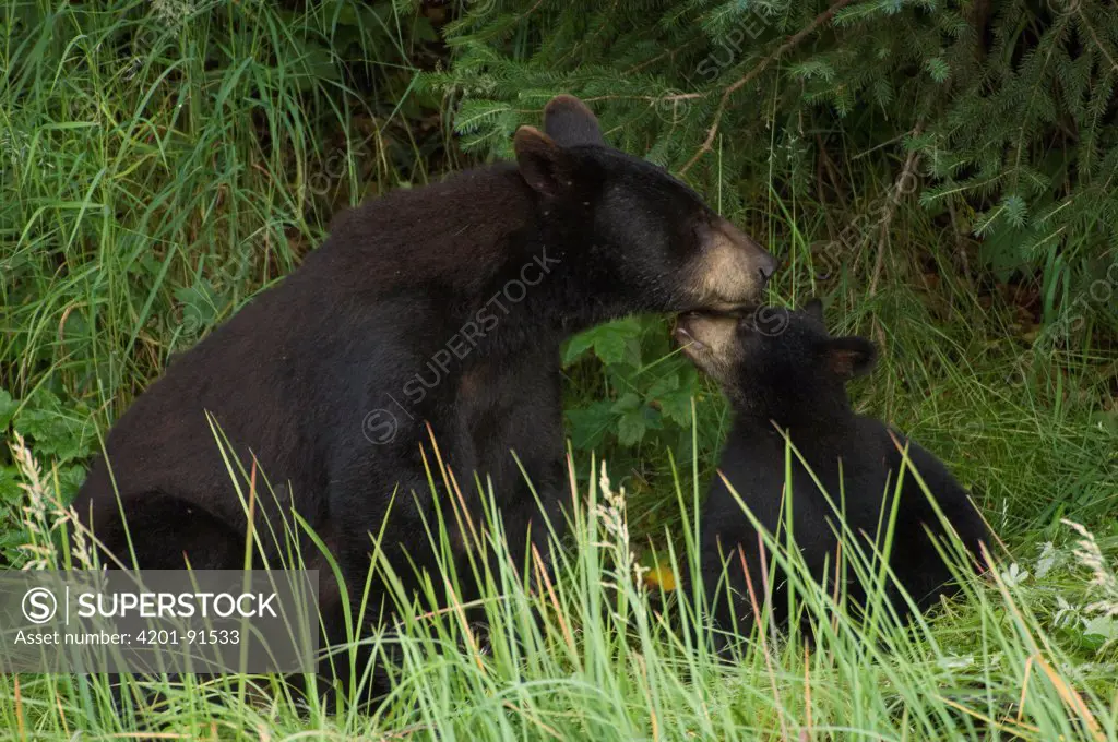 Black Bear (Ursus americanus) mother and cub, Alaska