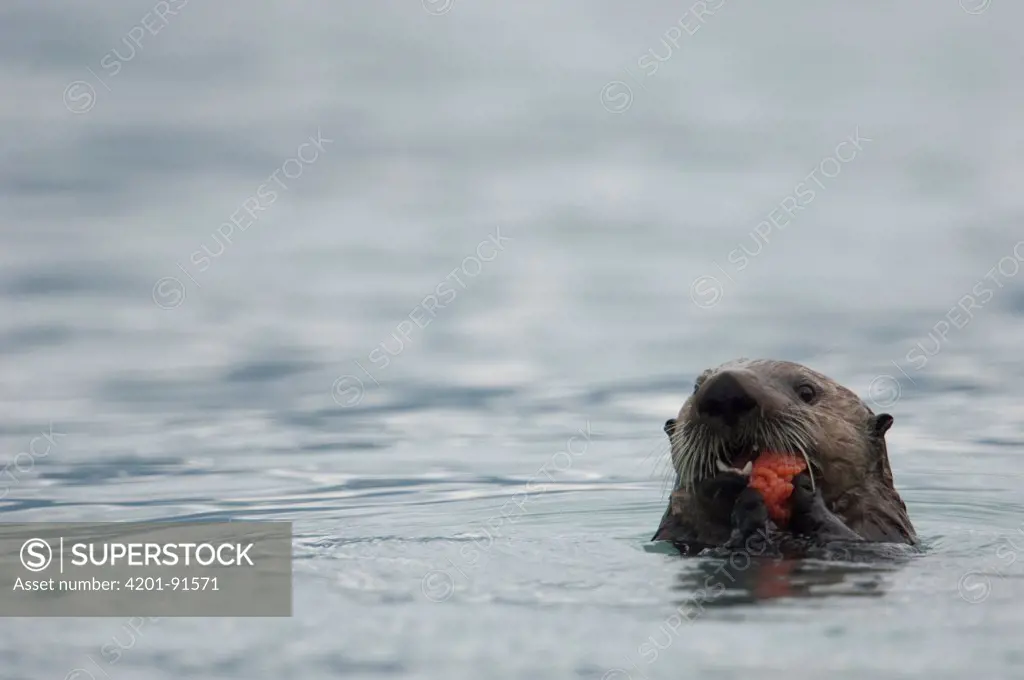 Sea Otter (Enhydra lutris) eating Pink Salmon roe, Alaska